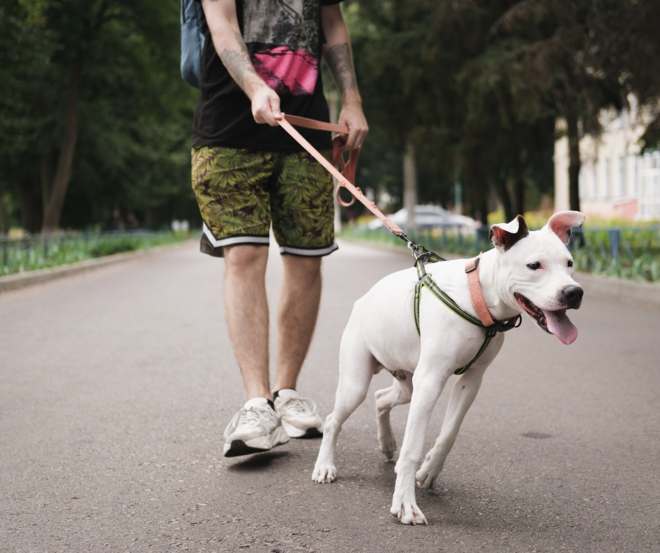 éducation du chien