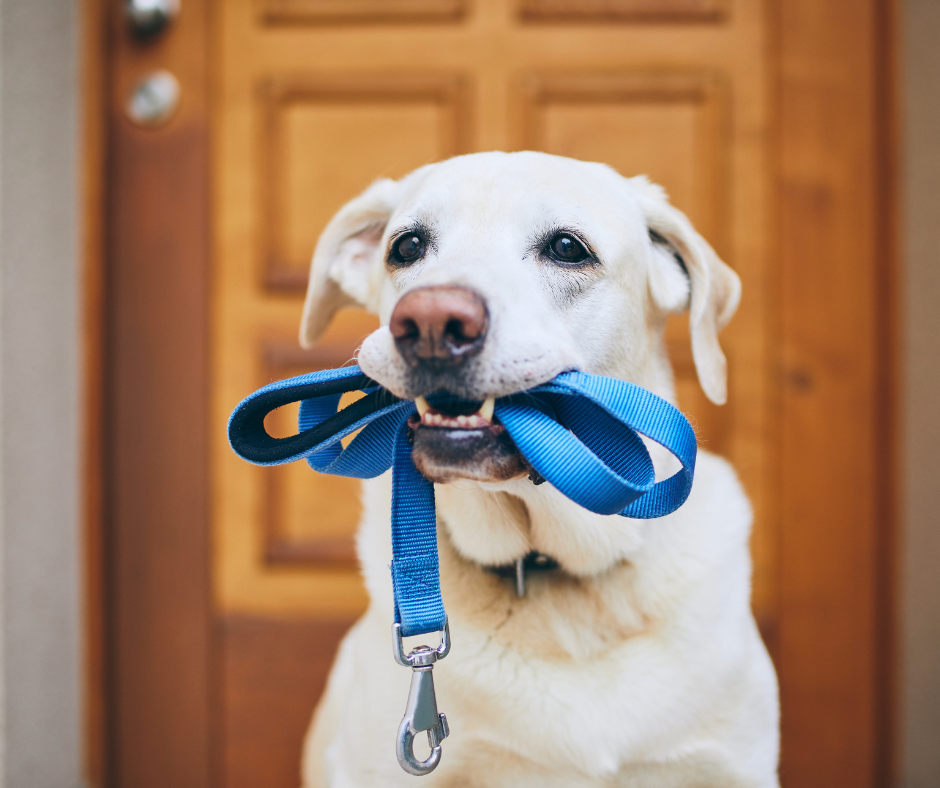 promeneur de chien