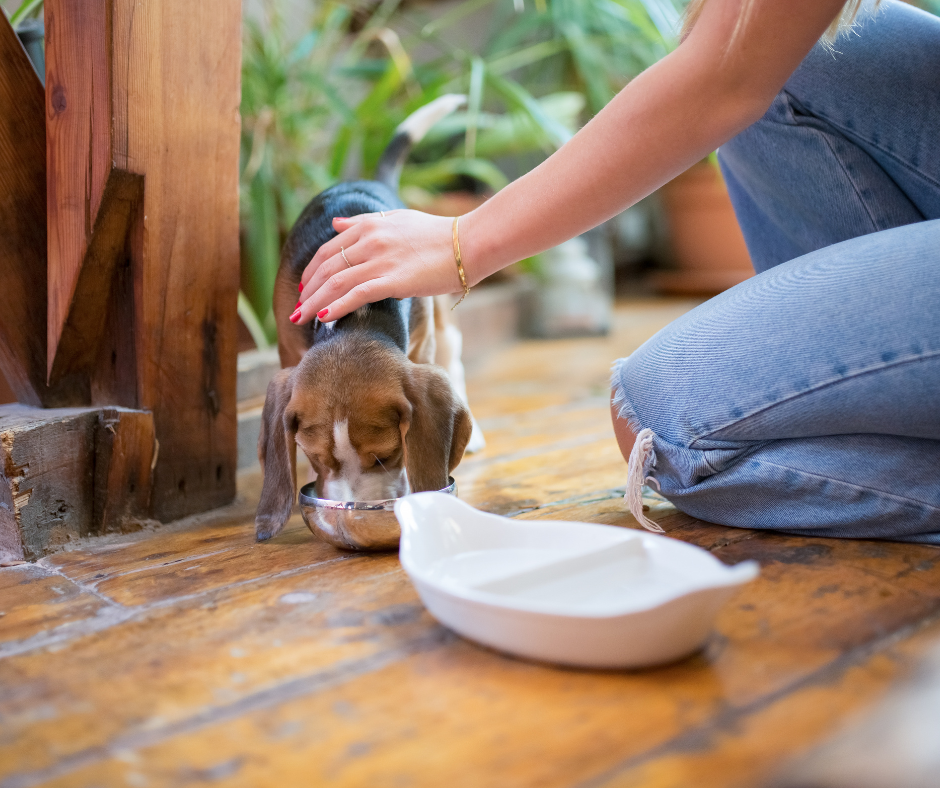 Petsitter