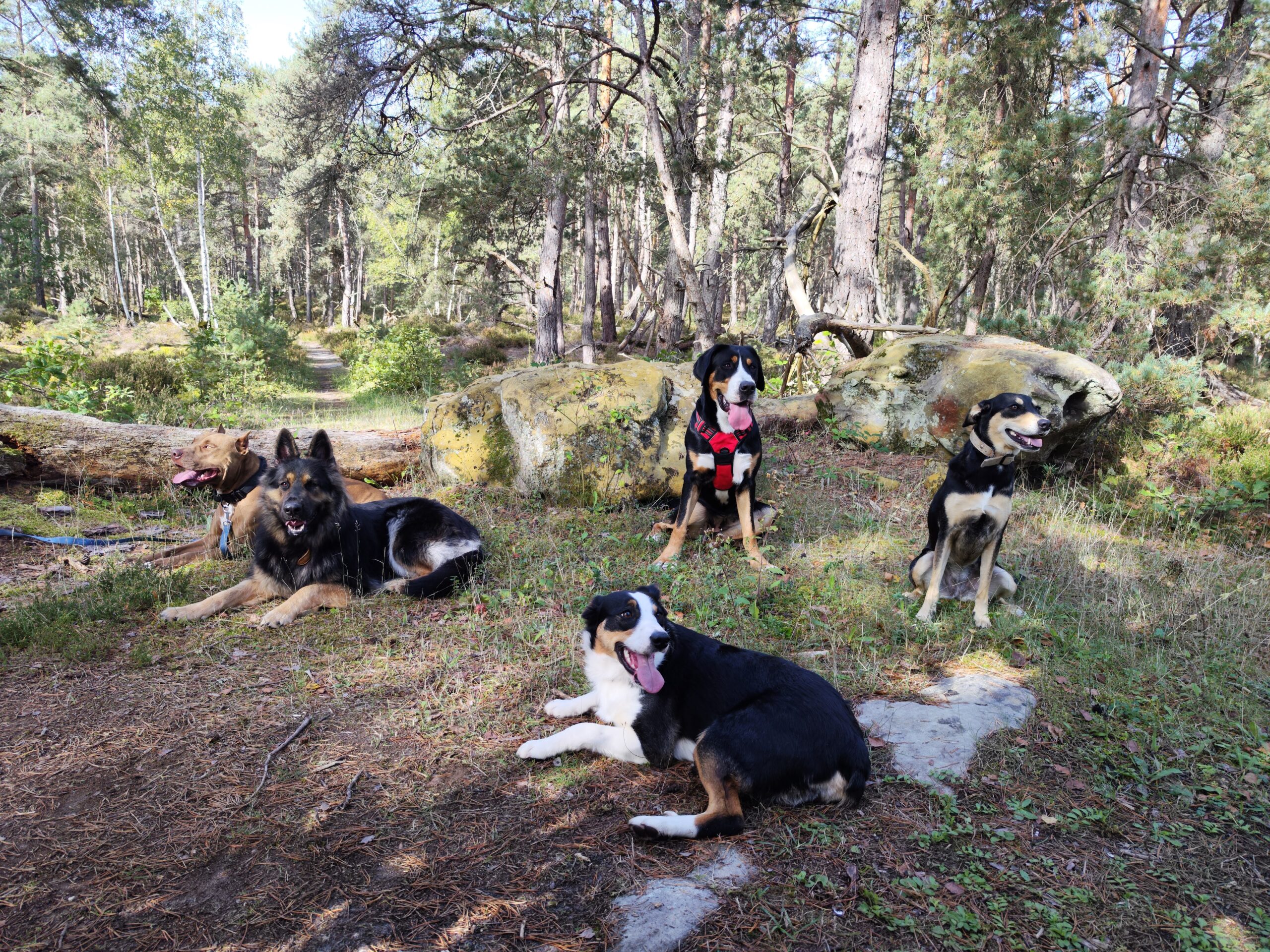 éducateur canin en Seine-et-Marne (77) et le Loiret (45)