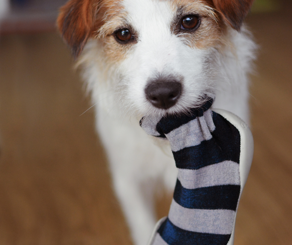 Analyse du comportement du chiot pendant une séance éducative