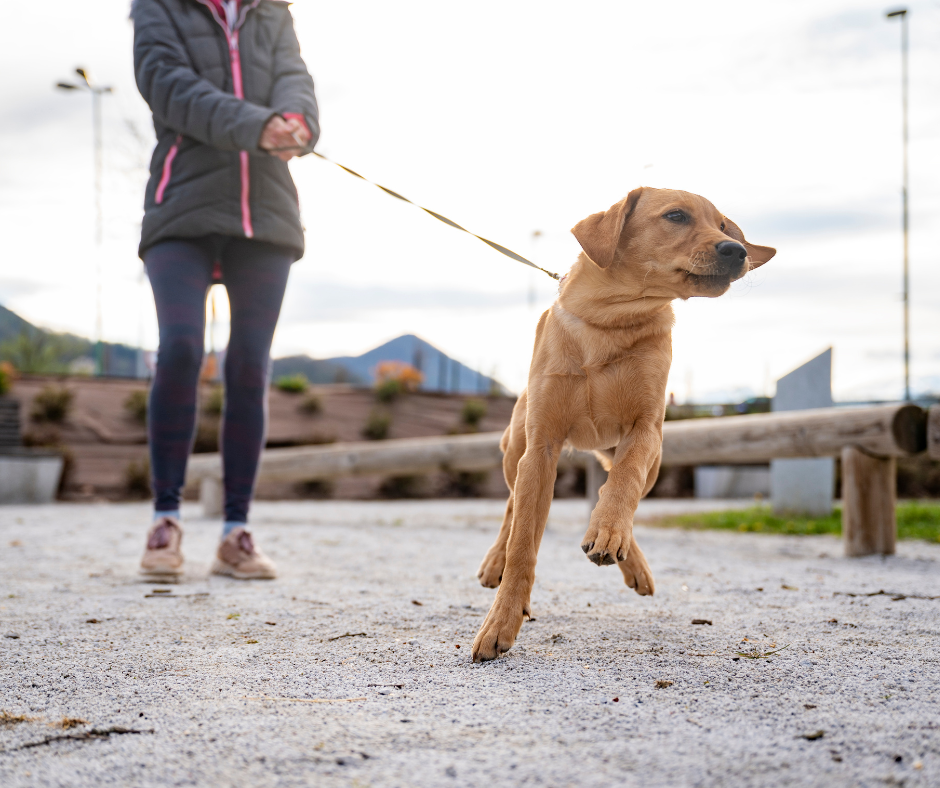 chien-tire-en-laisse