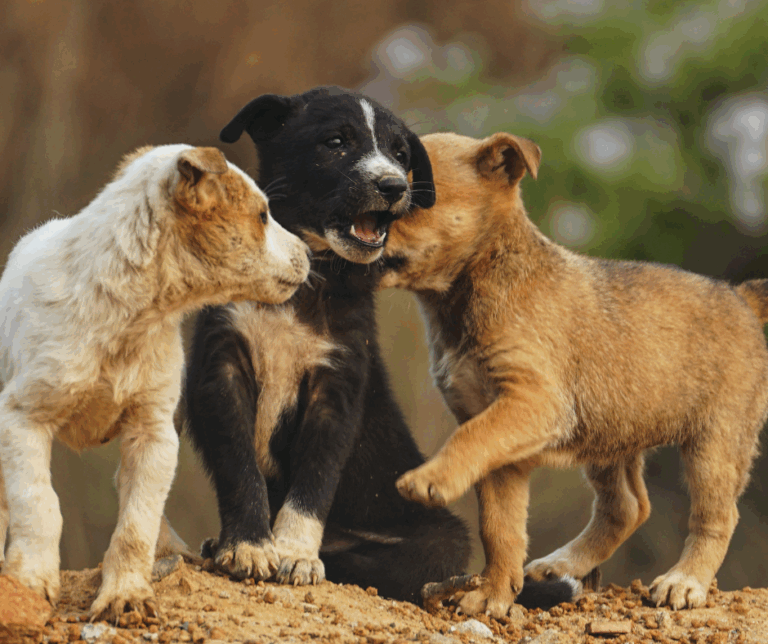 Socialisation d’un chiot en promenade