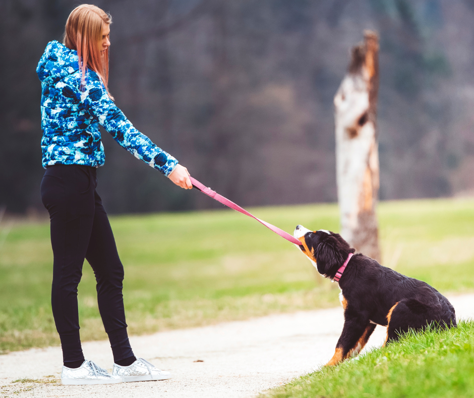 chien qui n'obéit pas