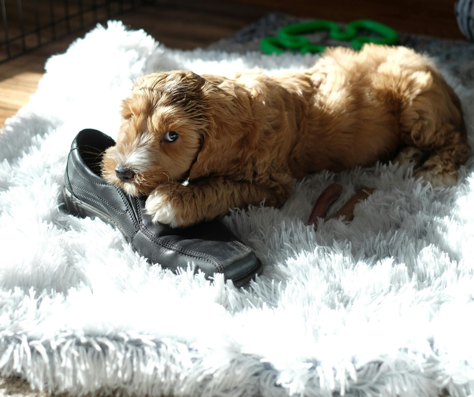 Travail sur l’apprentissage de la solitude chez un chiot