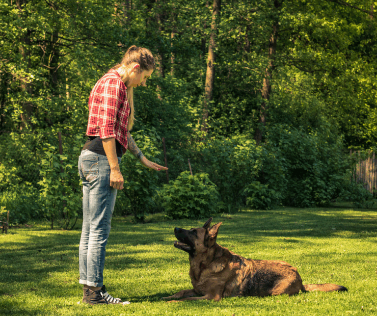 dresseur pour chien
