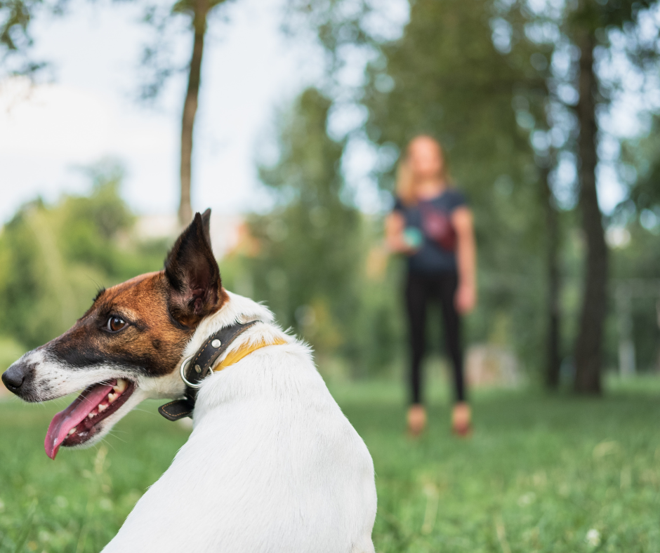 éducation du chien