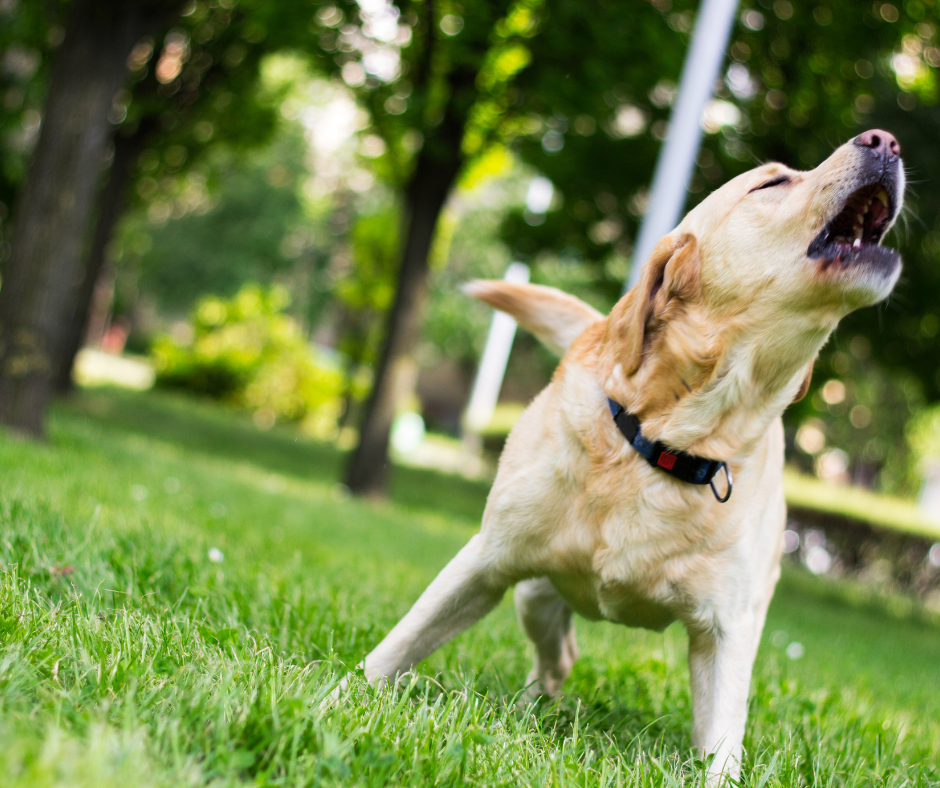 gestion des aboiements chiens à domicile Fontainebleau et Pithiviers