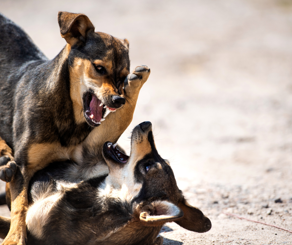chien agressif lors d’une séance avec comportementaliste canin Fontainebleau, Seine-et-Marne