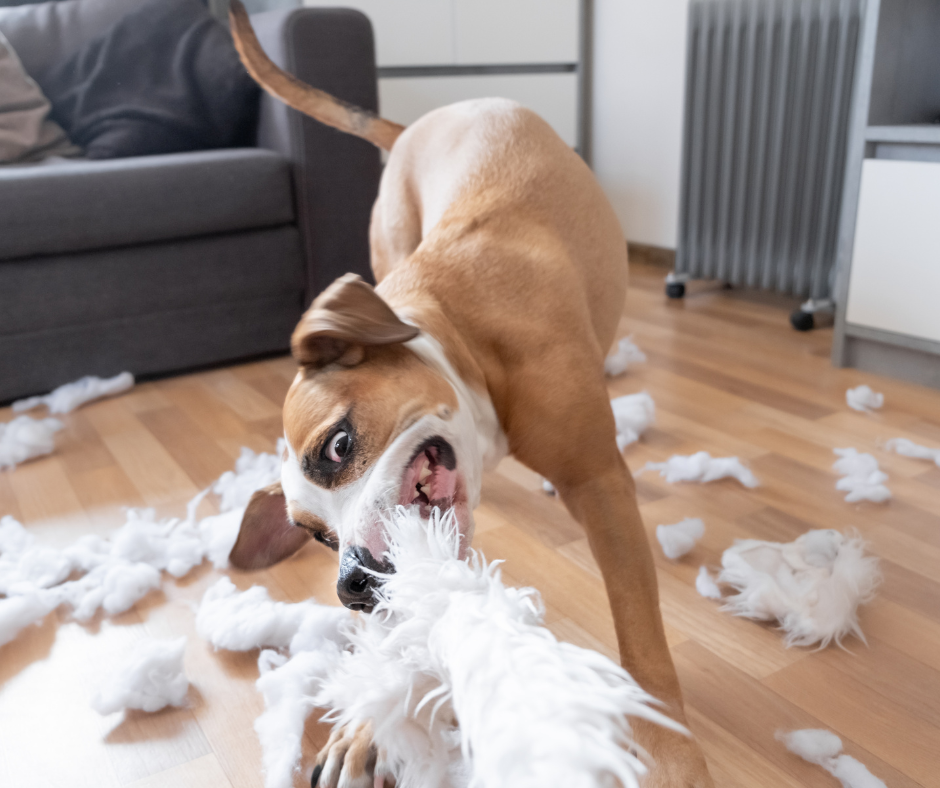 comportementaliste canin Nemours travaillant avec un chien anxieux à domicile