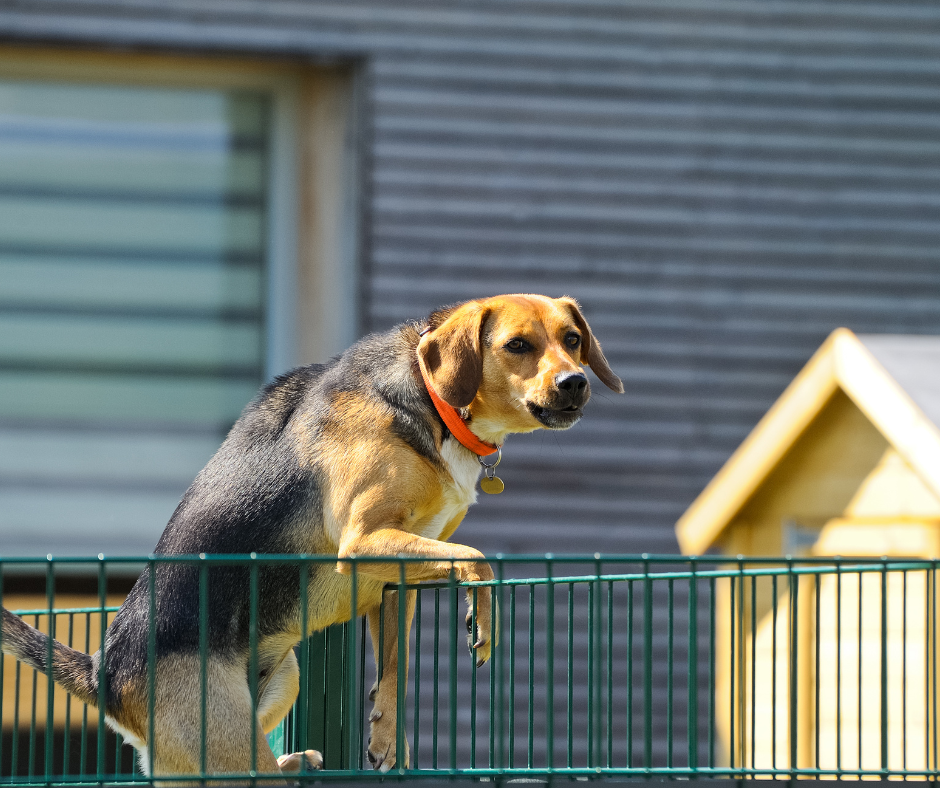 intervention comportementaliste canin Pithiviers Loiret pour chien fugueur