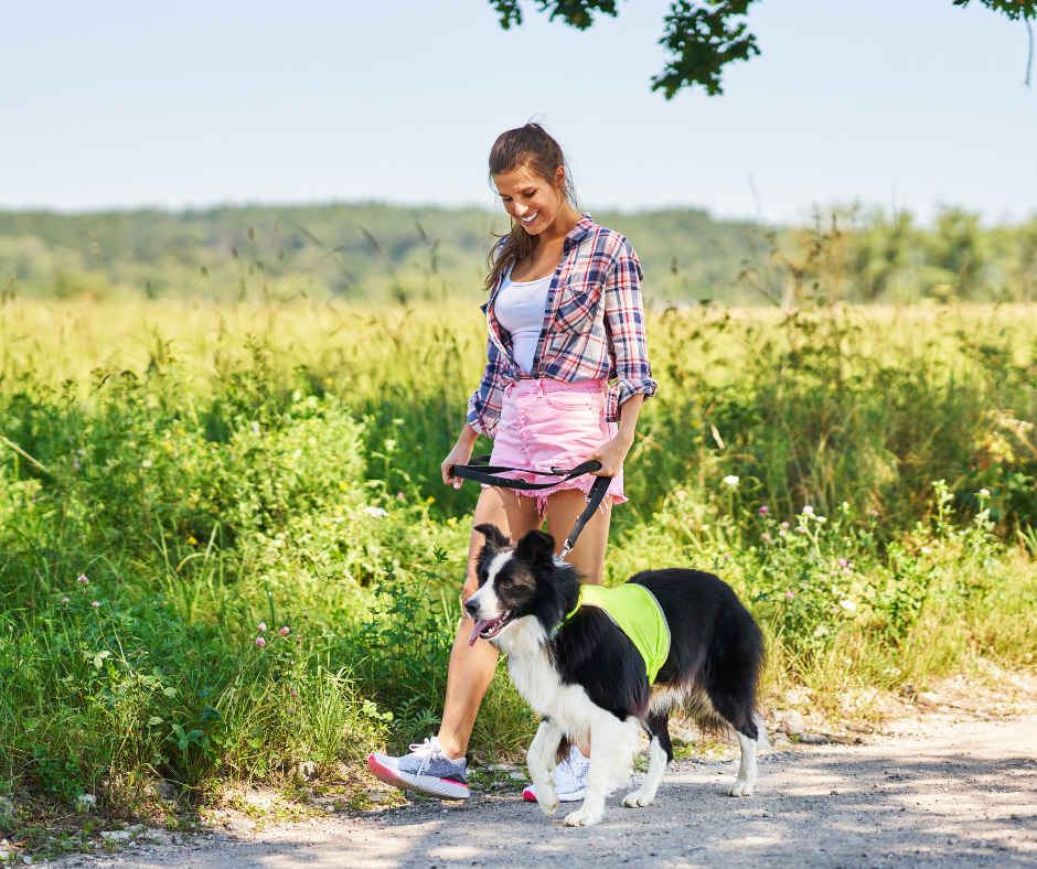 Promeneur de chiens Educ Your Doggo avec un petit groupe de chiens dans un parc sécurisé, sortie collective et socialisation