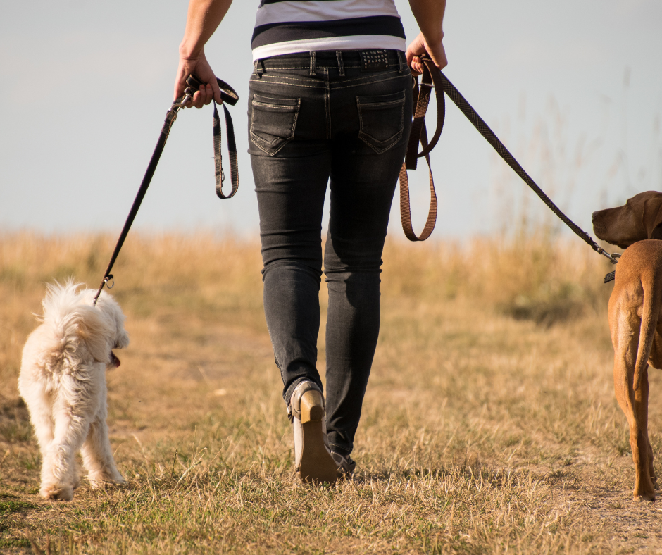 Chien détendu et heureux après une balade encadrée par Educ Your Doggo, bien-être et équilibre garantis
