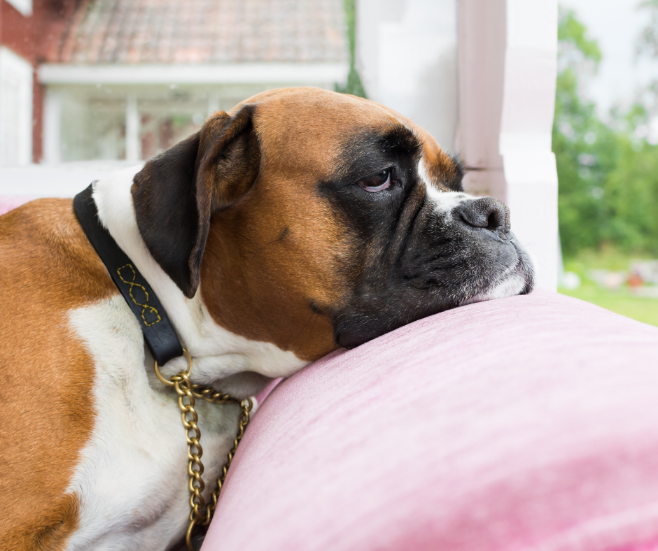 Chien triste et isolé à la maison faute de promenades régulières, besoin de balades avec Educ Your Doggo