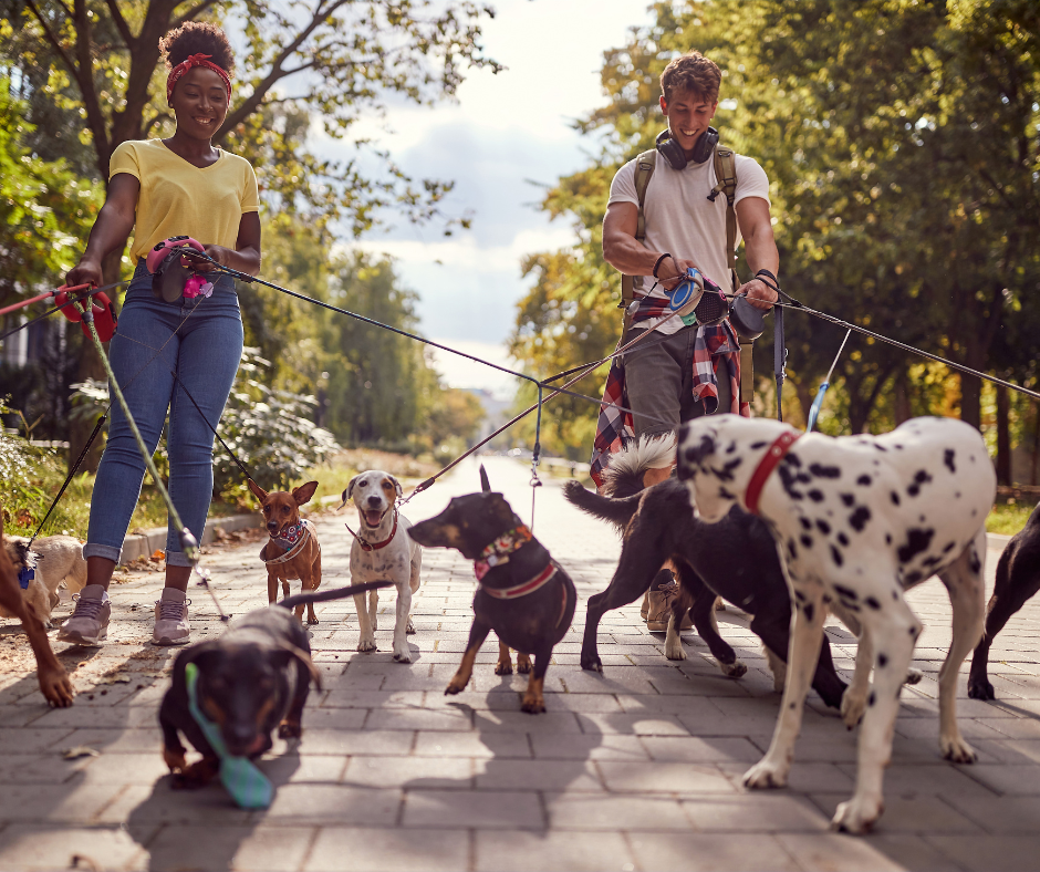 Chien socialisé en promenade avec Educ Your Doggo, interaction positive avec d’autres chiens