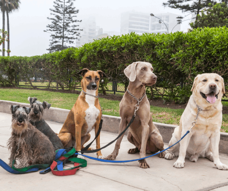 Chien en balade urbaine avec Educ Your Doggo, exploration sécurisée et stimulation mentale