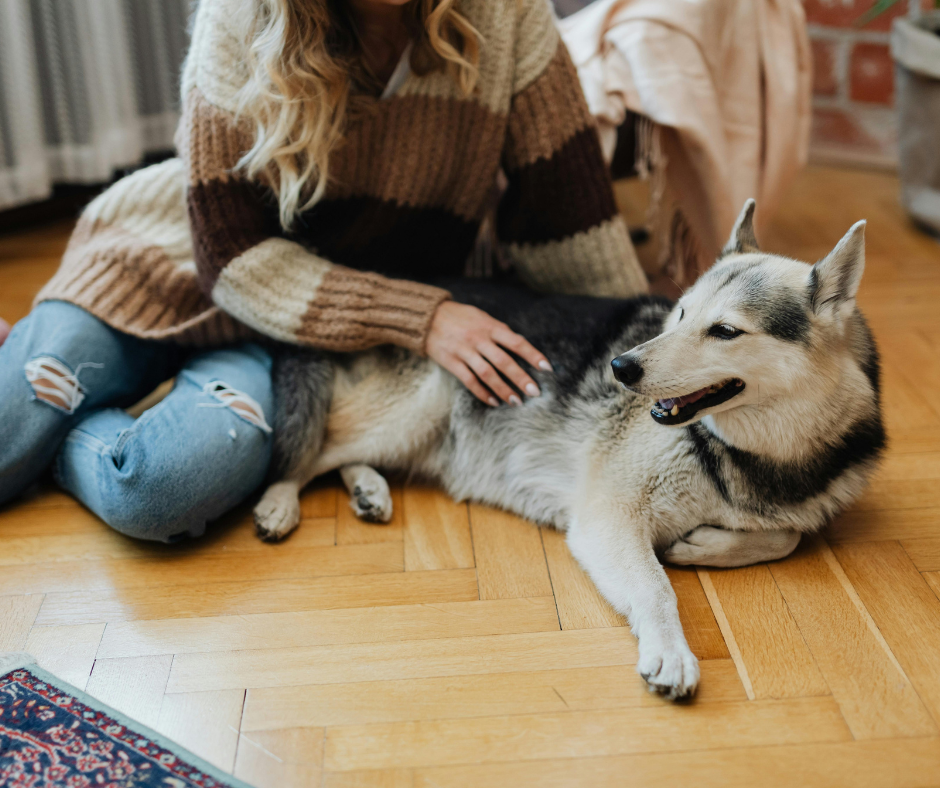 Chien triste et anxieux seul à la maison, besoin de présence rassurante et régulière.
