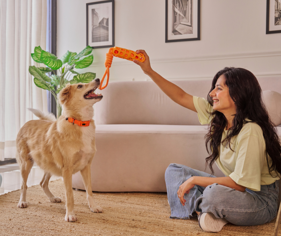 Chien stimulé et apaisé après une visite incluant jeux, promenade et interactions positives.