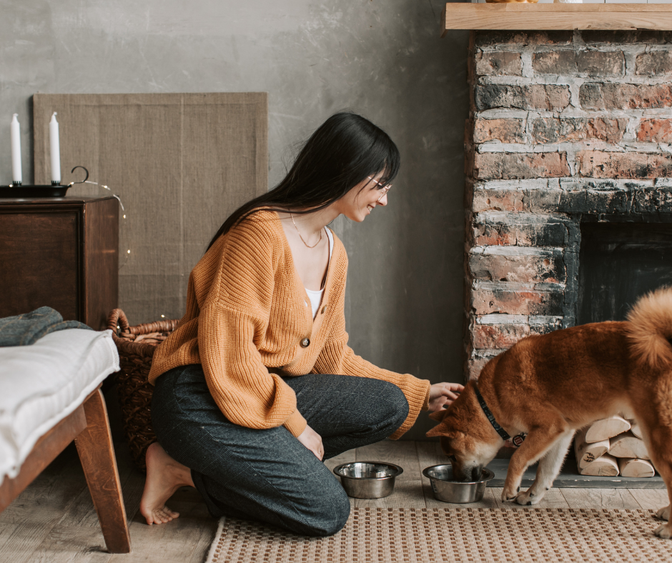 Chien choyé, nourri, sorti et accompagné dans son environnement familier.