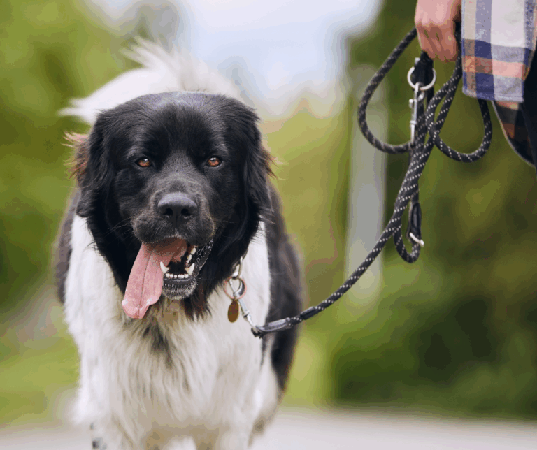 Sortie hygiène d’un chien lors d’une visite à domicile