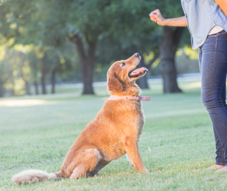 éducation canine positive et relation de confiance avec son chien