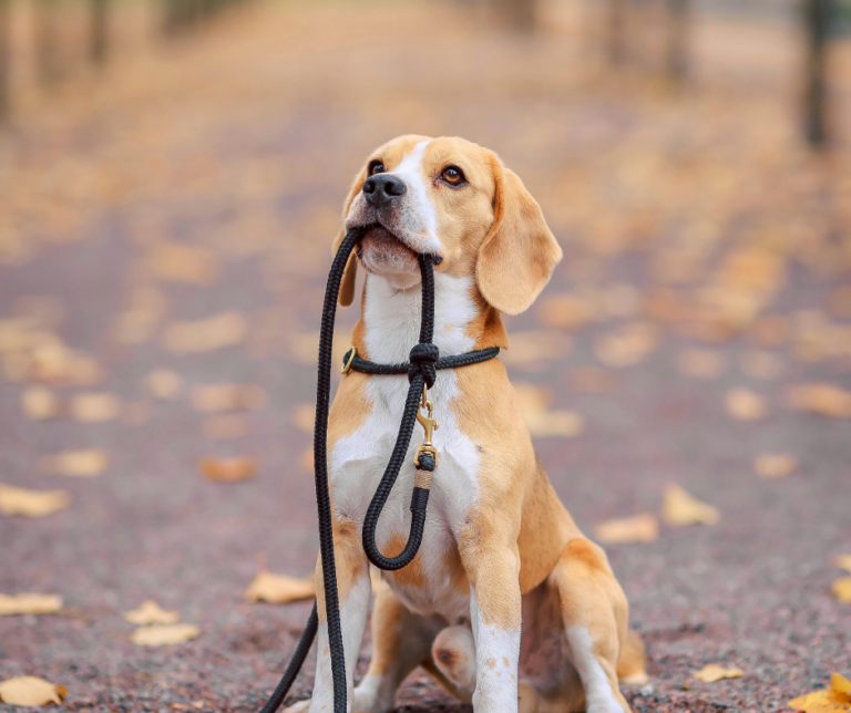 comportement du chien et compréhension