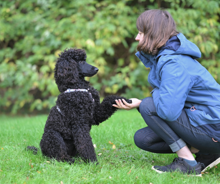 education canine à la maison avec renforcement positif