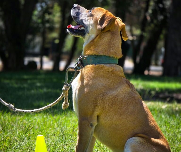 chien en apprentissage des ordres de base à la maison