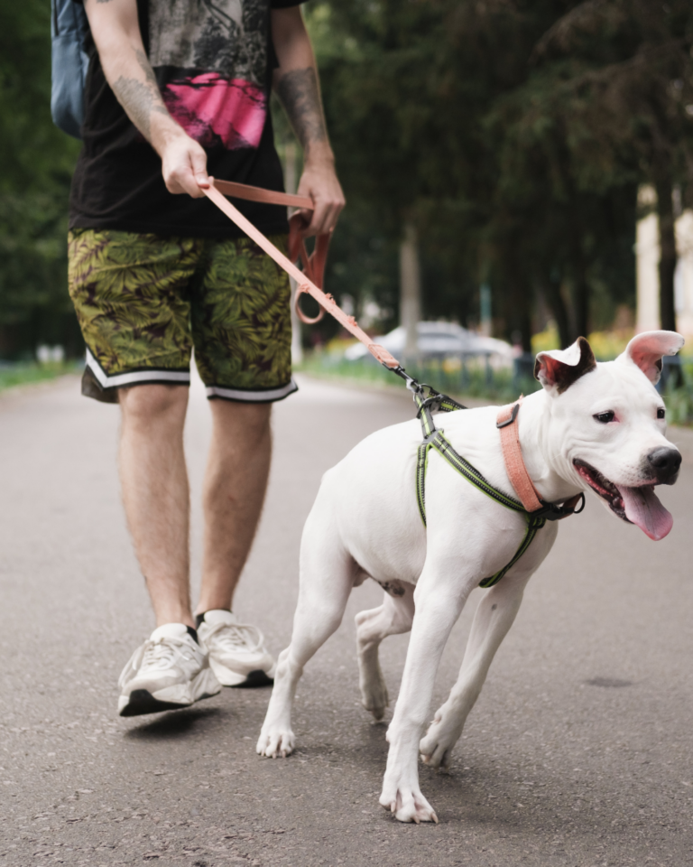 chien qui tire en laisse pendant une promenade
