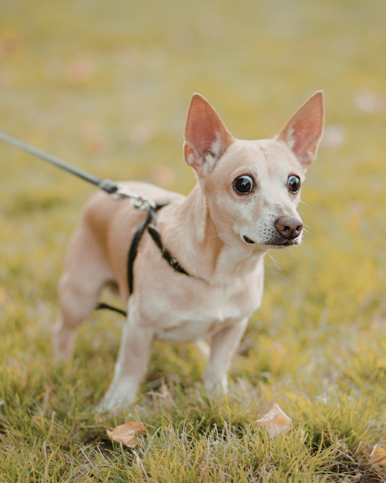éducateur canin apprenant la marche en laisse à un chien