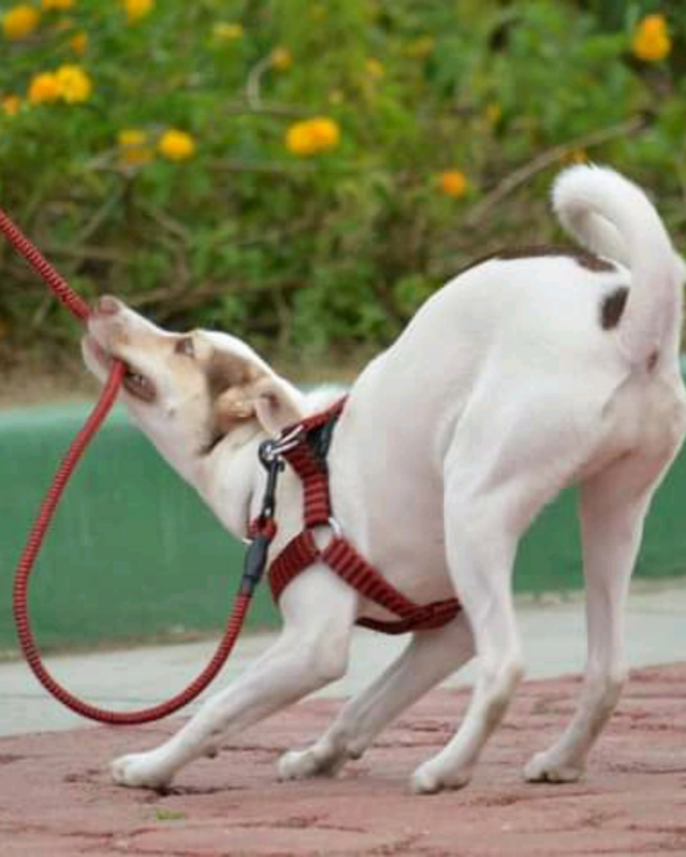 séance d’éducation canine en extérieur