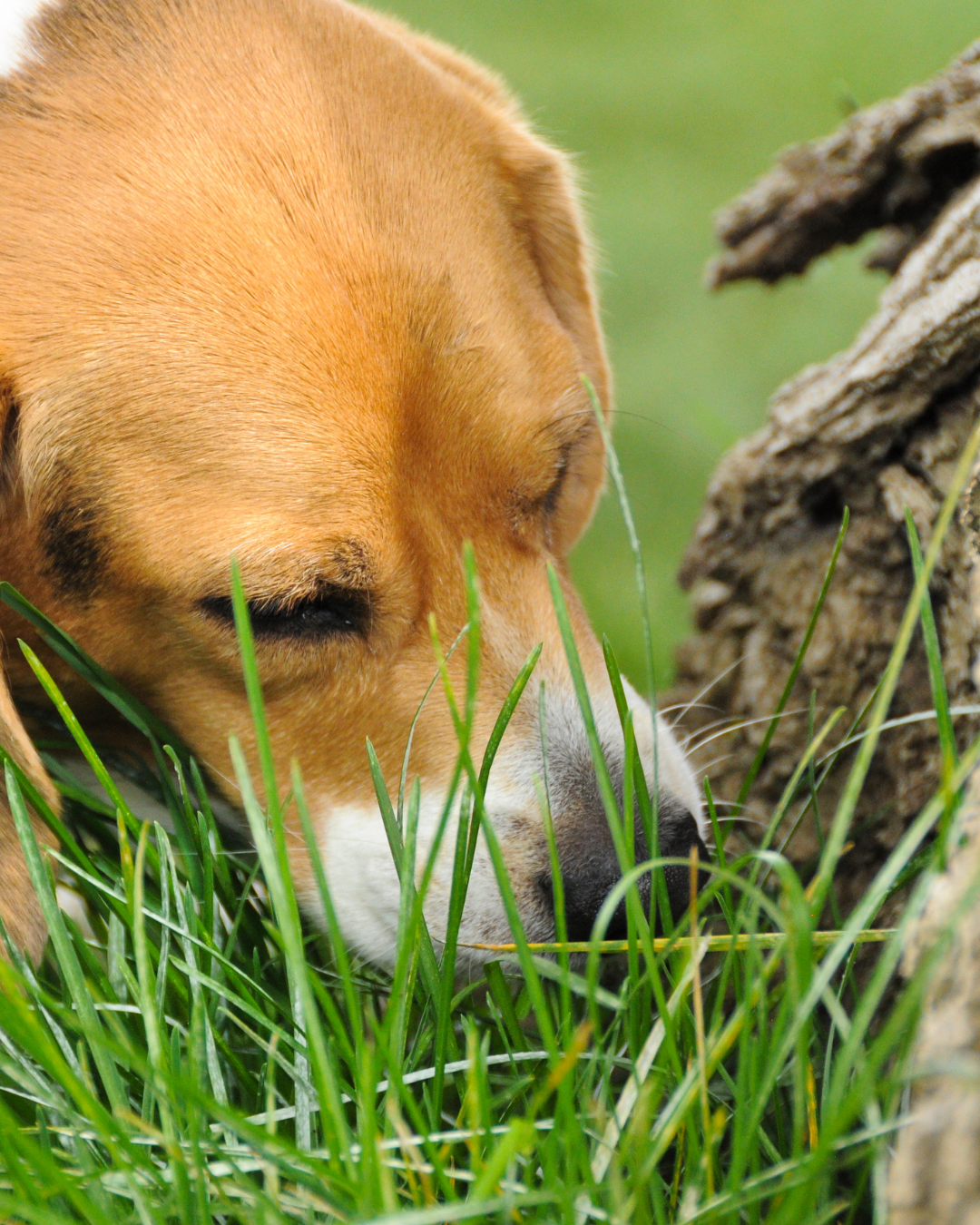 Éducateur canin travaillant le renoncement avec un chien en extérieur