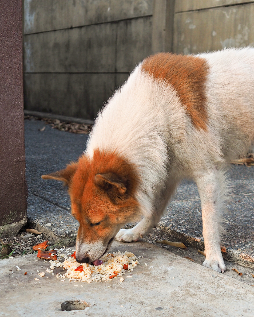 Chien concentré qui ignore une friandise posée au sol lors d'un exercice d'éducation canine