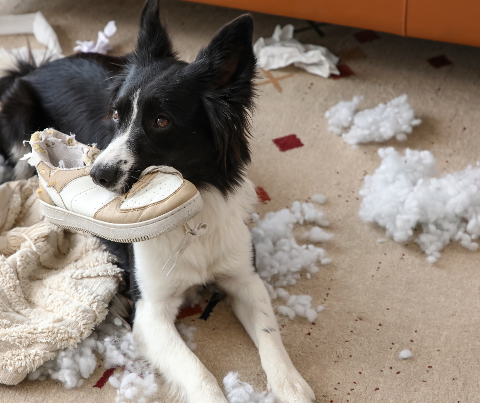 Chien anxieux qui détruit la maison lorsqu'il reste seul