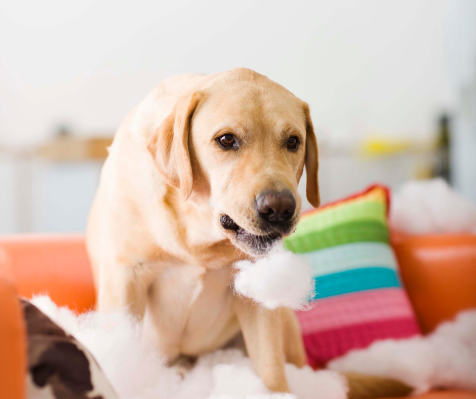 Chien qui détruit un coussin pendant l'absence de son propriétaire