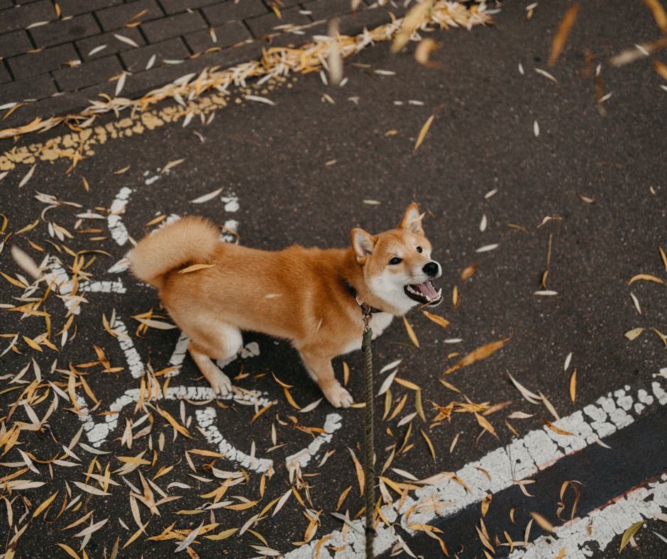 Chien qui observe un autre chien en laisse