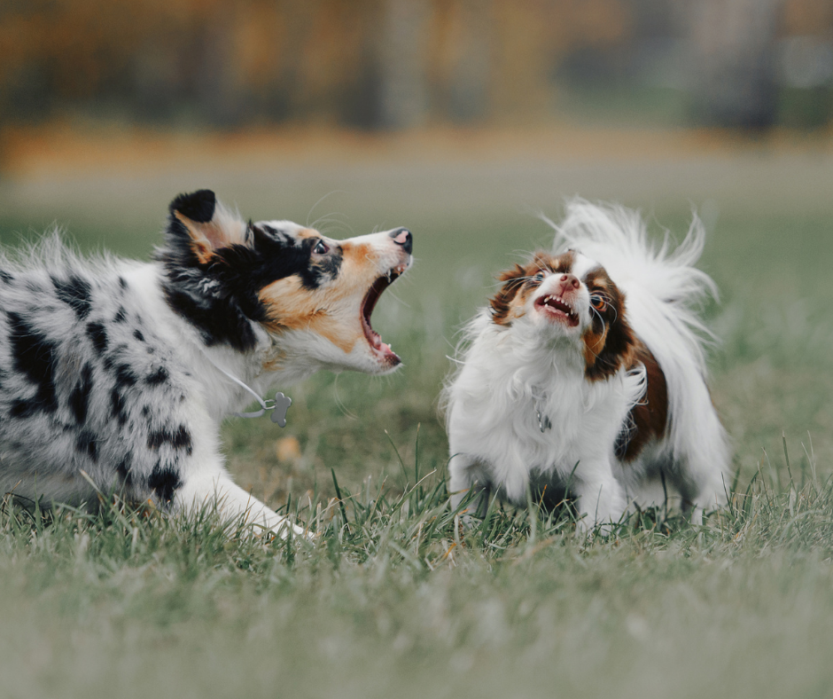 Chien réactif aux autres chiens pendant une promenade