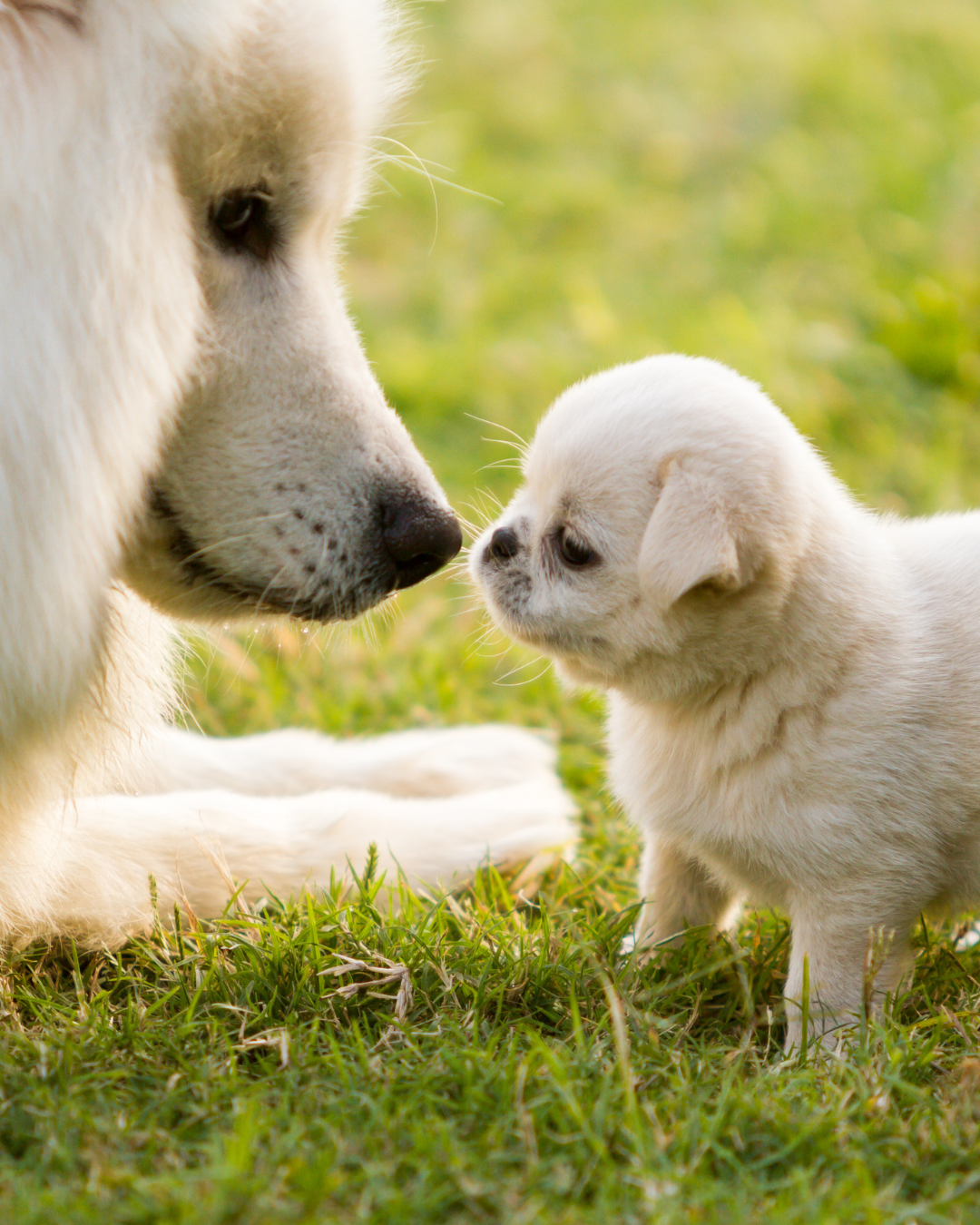 Éducation d’un chiot dès son arrivée à la maison