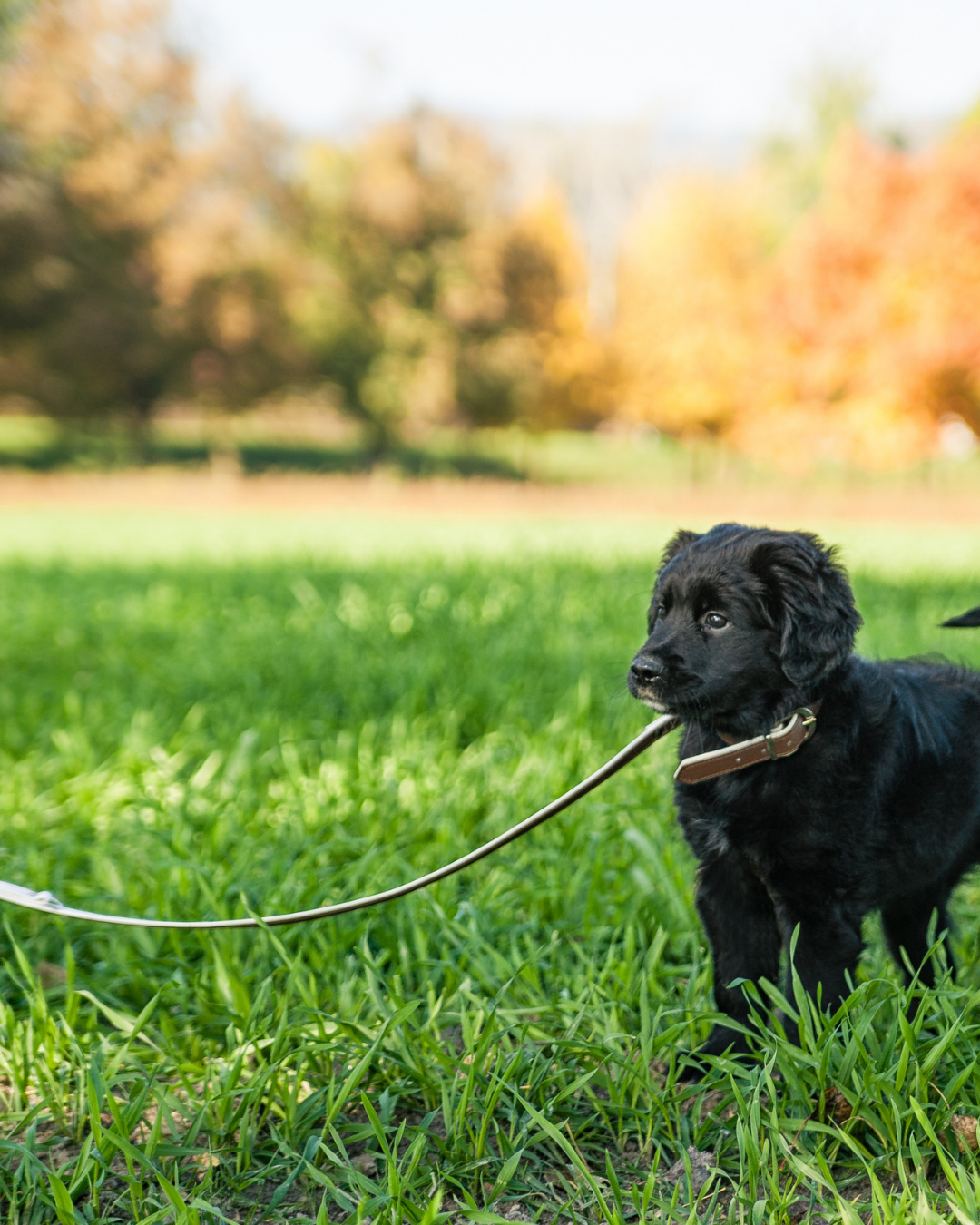 Premiers apprentissages avec un jeune chiot