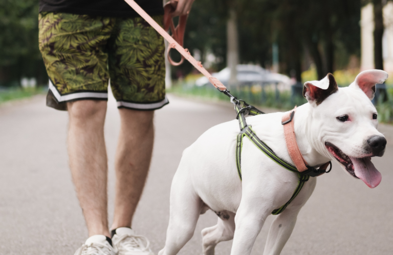 chien qui tire en laisse pendant une promenade