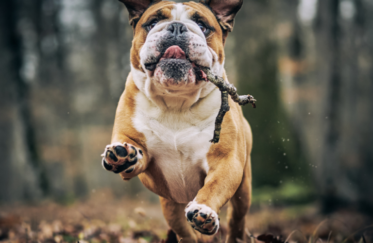 exercice de rappel chien en environnement stimulant