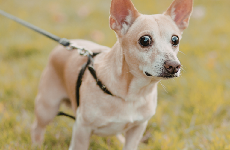 éducateur canin apprenant la marche en laisse à un chien
