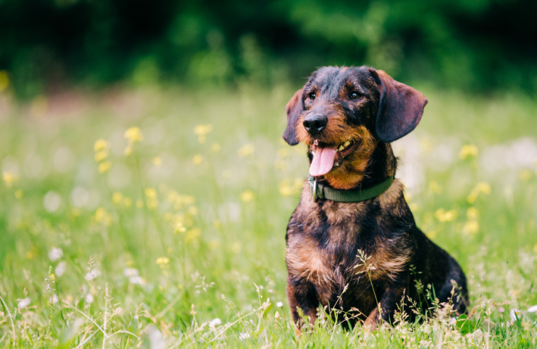 chien en liberté qui ne revient pas au rappel en extérieur