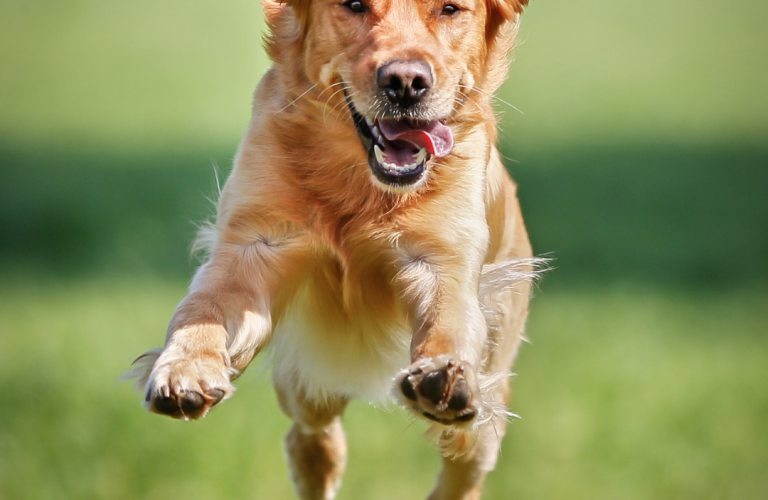 comportement chien saut sur humain explication