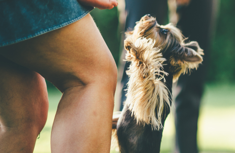 chien qui saute sur son maître excitation