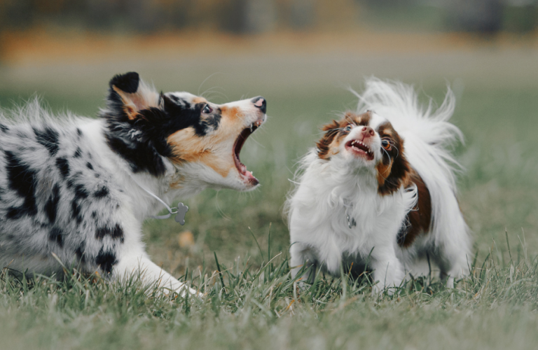 Travail des émotions chez un chien qui aboie beaucoup
