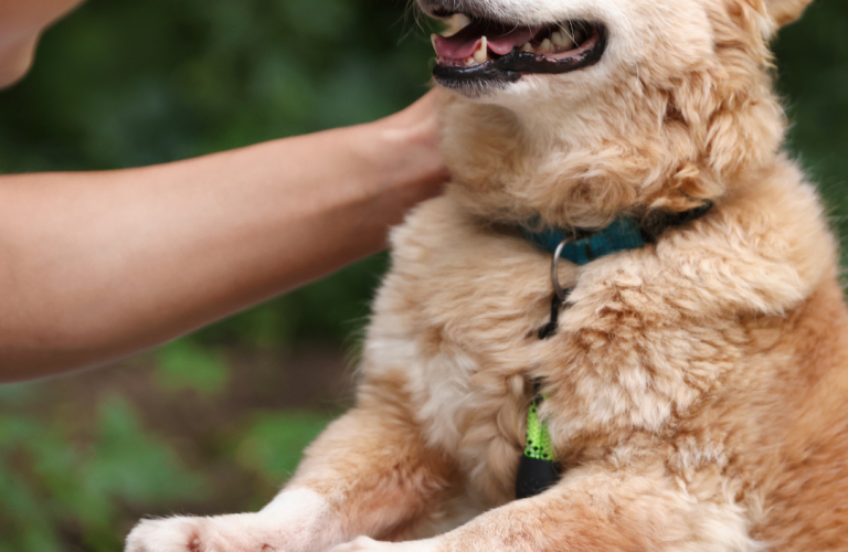 séance d’éducation canine bienveillante à domicile