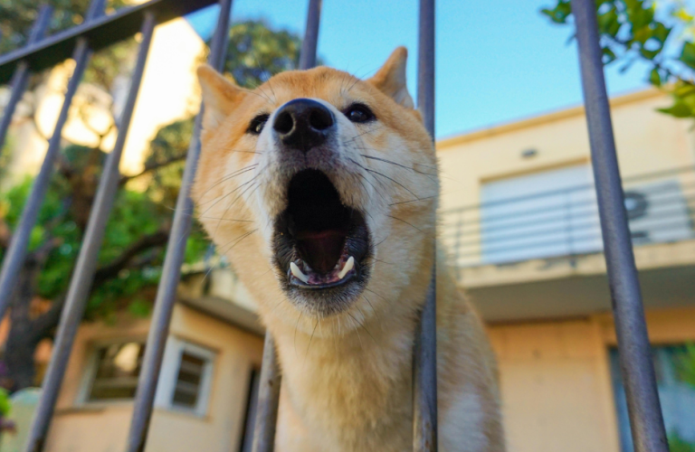 Séance d’éducation canine pour réduire les aboiements du chien