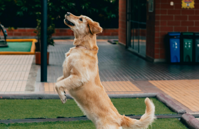 chien saute sur invité comment corriger