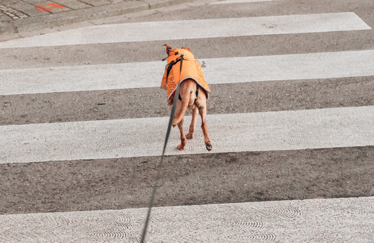séance d’éducation canine en extérieur